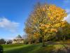 Autumn in the park